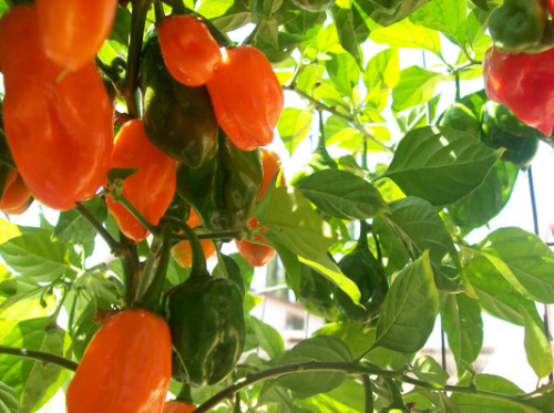 Habanero  NUMEX  Trick or Treat No Heat Sandia