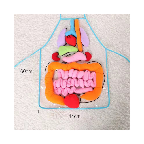 Human Body Parts Anatomy