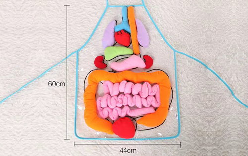 Human Body Parts Anatomy