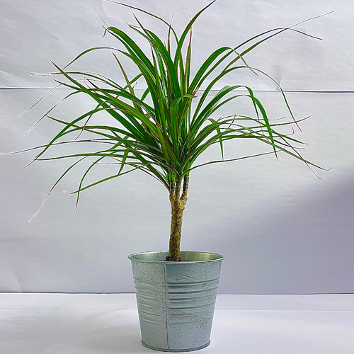 Dracaena Marginata Plant 12cm نبتة دراسينيا مارجينيتا - Dracaena Plant نبتة الدراسينا
1x Dracaena Plant 12cm Steel Pot
Plant height 20-30cm