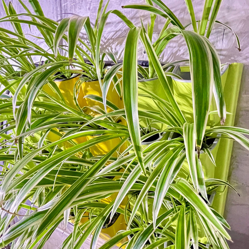 -Green Wall System Small   نظام الحائط الاخضر-