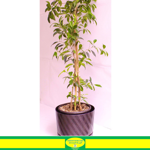 Ficus Plant 150cm Black Plastic Pot 34cm - 1x Ficus Plant 150cm Black Plastic Pot 34cm

النبات المعروف باسم فيكوس، والمعروف أيضًا باسم شجرة البكاء، هو نبات داخلي شائع موطنه جنوب شرق آسيا وأستراليا. إنه نبات متعدد الاستخدامات يأتي بأحجام وأشكال وألوان مختلفة ، مما يجعله إضافة رائعة لأي مساحة داخلية. يفضل نبات الفيكوس الإضاءة الساطعة والغير مباشرة وتربة جيدة التصريف. يجب سقيه عندما يشعر الجزء العلوي من التربة بالجفاف ، ويجب تجنب الري الزائد ، حيث يمكن أن يؤدي إلى تسمم الجذور. يوصى بالتقليم الدوري للحفاظ على شكل النبات وتعزيز نموه الكثيف. يمكن أن يستفيد نبات الفيكوس أيضًا من الترطيب الدوري والتغذية بالأسمدة المتوازنة خلال فصل النمو. مع العناية السليمة ، يمكن لنبات الفيكوس الازدهار داخل المنازل لسنوات عديدة.

The Ficus plant, commonly known as the weeping fig, is a popular indoor plant that is native to Southeast Asia and Australia. It is a versatile plant that comes in a variety of sizes, shapes, and colors, making it a great addition to any indoor space. The Ficus plant prefers bright, indirect light and well-draining soil. It should be watered when the top inch of soil feels dry, and care should be taken to avoid overwatering, as it can lead to root rot. Regular pruning is recommended to maintain the plant's shape and promote bushy growth. The Ficus plant can also benefit from occasional misting and feeding with a balanced fertilizer during the growing season. With proper care, the Ficus plant can thrive indoors for many years.