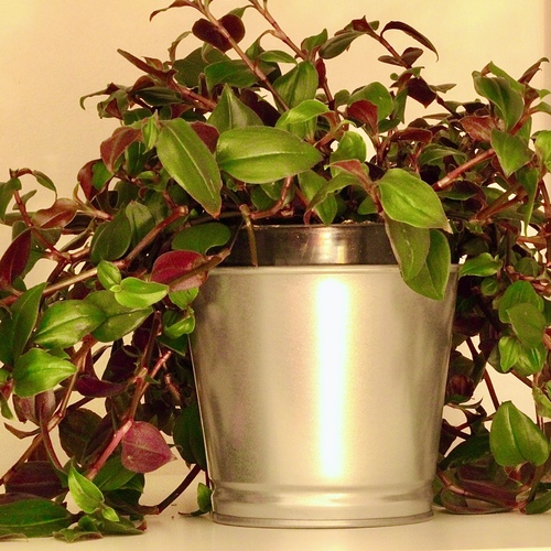 -Cantia Pink Plant 10cm Pot نبتة كانتيا بينك- - -Cantia Pink Plant 10cm Pot نبتة كانتيا بينك-
1x Cantia Pink Plant 10cm Gold or Steel Pot
تراديسكانتيا فلوميننسيس كوادريكولور، المعروفة أيضًا باسم نبات البوصة ( لأنها تنمو بسرعة ) أو نبات الرينبو تراديسكانتيا، هي نبات زينة يتميز بأوراق ملونة. يتميز بأوراقه العريضة على شكل رمح وتوفر تنوعًا في الألوان بين الأخضر والوردي والأبيض والأرجواني. فيما يلي بعض نصائح العناية به:الإضاءة: يفضل ضوء ساطع غير مباشر. درجة الحرارة: يحبب الحفاظ على النبات في درجات حرارة تتراوح بين 60 درجة فهرنهايت (15 درجة مئوية) و 80 درجة فهرنهايت (27 درجة مئوية). الري: حافظ على تربة النبات رطبة باستمرار ولكن لا تشبع الماء. اسمح للبوصة العلوية من التربة أن تجف قبل الري مرة أخرى. الرطوبة: الرطوبة المعتدلة إلى العالية مفيدة. رش الأوراق بالماء أو استخدام مرطب إذا لزم الأمر. التربة: استخدم تربة زراعية تصريف جيد. التسميد: قم بتغذية النبات بسماد متوازن وقابل للذوبان في الماء مرة في الشهر خلال فترة النمو. التقليم: قم بتقليم النبات بانتظام للحفاظ على الشكل وتشجيع النمو الكثيف. التكاثر: يمكن تكاثرها بسهولة من خلال قص الأجزاء النباتية. الآفات والأمراض: كن حذرًا من العث والجمل. تجنب زيادة الري لمنع تسوس الجذور.باتباع هذه النصائح، ستتمكن من الحفاظ على نباتك تراديسكانتيا فلوميننسيس كو 
 Tradescantia fluminensis Quadricolor, also known as Variegated Inch Plant or Rainbow Tradescantia, is a colorful plant with lance-shaped leaves. It features variegation in shades of green, pink, white, and purple. Here are some care tips:Light: Bright, indirect light is best. Temperature: Keep it in temperatures between 60°F (15°C) and 80°F (27°C). Watering: Keep the soil consistently moist but not waterlogged. Allow the top inch of soil to dry out before watering again. Humidity: Moderate to high humidity is beneficial. Mist the leaves or use a humidifier if needed. Soil: Well-draining potting soil is essential. Fertilizer: Feed with a balanced, water-soluble fertilizer monthly during the growing season. Pruning: Trim regularly to maintain shape and encourage bushier growth. Propagation: Easily propagate through stem cuttings. Pests and diseases: Watch out for spider mites or mealybugs. Avoid overwatering to prevent root rot.Following these tips will help keep your Tradescantia fluminensis Quadricolor healthy and vibrant.