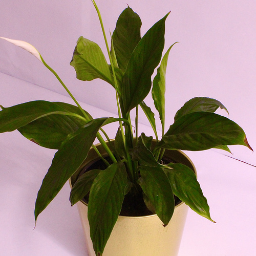 Peace Lilly Plant نيتة زنبق السلام ( 1x Peace Lilly Plant 19cm G ) - Peace Lilly Plant نيتة زنبق السلام
1x Peace Lilly 19cm Gold Pot
Plant Height 30-50cm