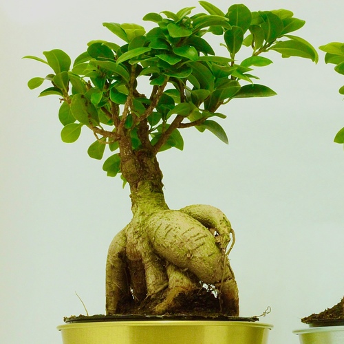 Ficus Bonsai Plant 12cm Gold نبتة فايكس بونساي - Ficus Bonsai Plant 12cm Gold نبتة فايكس بونساي
1x Ficus Bonsai Plant 12cm
Ficus microcarpa ، المعروف أيضًا باسم اللبخ الصيني أو اللبخ الصيني ، هو شجرة داخلية شهيرة بأوراق صغيرة لامعة وجذور هوائية فريدة. فيما يلي بعض نصائح العناية:
- الإضاءة: ضوء ساطع غير مباشر.- درجة الحرارة والرطوبة: درجة حرارة الغرفة المعتادة، رطوبة معتدلة.- سقي النبات: السماح بتجفيف بوصة الأرض العلوية بين السقي.- التربة والزراعة: تربة جيدة التصريف تتألف من الحناء، البيرلايت، وتربة الزراعة.- التقليم: تقليم منتظم للحفاظ على الشكل المطلوب.- التسميد: استخدام تسميد متوازن قابل للذوبان في الماء مرة واحدة شهريًا خلال فترة النمو.
راقب النبات لاكتشاف وجود آفات واتخذ الإجراءات اللازمة إذا لزم الأمر.
Ficus microcarpa, also known as the Chinese banyan or ginseng ficus, is a popular indoor tree with small, glossy leaves and unique aerial roots. Here are some care tips:
- Lighting: Bright, indirect light.- Temperature and Humidity: Average room temperature, moderate humidity.- Watering: Allow top inch of soil to dry between waterings.- Soil and Potting: Well-draining mix of peat moss, perlite, and potting soil.- Pruning: Regular trimming to maintain shape.- Fertilization: Balanced water-soluble fertilizer monthly in the growing season.
Monitor for pests and take appropriate action if needed.