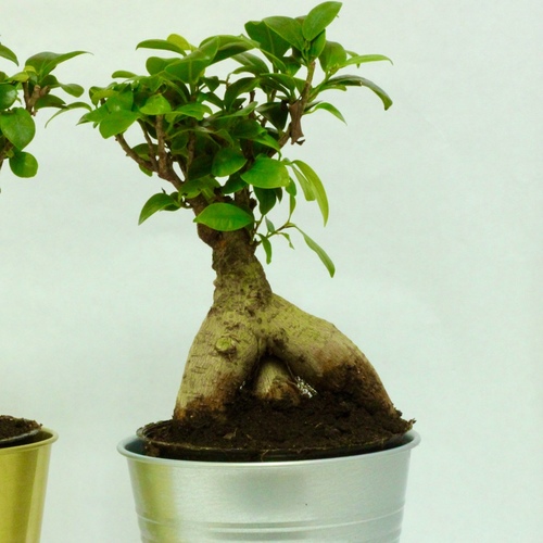 Ficus Bonsai Plant 12cm Gold نبتة فايكس بونساي
