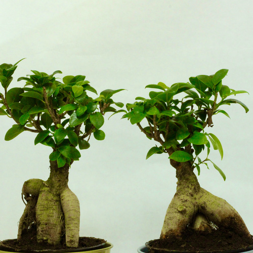 Ficus Bonsai Plant 12cm Gold نبتة فايكس بونساي