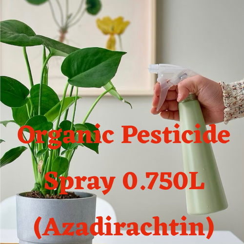 Organic Pest Spray Ready-Mix (0.750 Liter )مبيد عضوي للنبات مخلوط جاهز - Organic Pest Spray Ready-Mix (0.750 Liter )مبيد عضوي للنبات مخلوط جاهز
ازاديراتجين هو مبيد حشري طبيعي مشتق من شجرة النيم ، موطنها الهند وأجزاء أخرى من آسيا.


Azadirachtin is a natural insecticide that is derived from the neem tree, which is native to India and other parts of Asia. Keep away from children.‏يحفظ بعيدا عن الأطفال