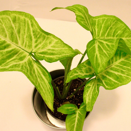 -Syngonium Plant 10cm نبتة السينقونيوم - - السينجونيوم ، المعروف أيضًا باسم نبات السهم ، هو نبات داخلي شائع موطنه غابات الأمطار الاستوائية في أمريكا الوسطى وأمريكا الجنوبية. إنه نبات سريع النمو يتميز بأوراق على شكل سهم تأتي بألوان مختلفة ، بما في ذلك اللون الأخضر والأبيض والوردي. يفضل السينجونيوم الإضاءة الساطعة والغير مباشرة وتربة جيدة التصريف والتي يتم الاحتفاظ بها بشكل مستمر رطبة ولكن ليست مشبعة بالماء. يمكن تكاثره بسهولة عن طريق قص الأعواد ويستفيد من التقليم الدوري للحفاظ على شكله وتعزيز نموه الكثيف. بالإضافة إلى ذلك ، يمكن أن يستفيد السينجونيوم من الترطيب الدوري والتغذية بالأسمدة المتوازنة خلال فصل النمو. مع العناية السليمة ، يمكن لهذا النبات أن يضيف لمسة من السحر الاستوائي إلى أي مساحة داخلية.

The Syngonium, also known as the arrowhead plant, is a popular indoor plant that is native to tropical rainforests of Central and South America. It is a fast-growing plant with arrow-shaped leaves that come in a variety of colors, including green, white, and pink. Syngonium prefers bright, indirect light and well-draining soil that is kept consistently moist but not waterlogged. It can be propagated easily through stem cuttings and benefits from regular pruning to maintain its shape and promote bushy growth. In addition, Syngonium can benefit from occasional misting and feeding with a balanced fertilizer during the growing season. With proper care, this plant can add a touch of tropical charm to any indoor space.