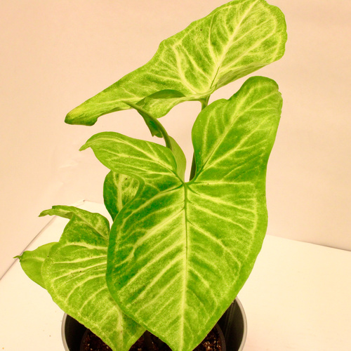 -Syngonium Plant 10cm نبتة السينقونيوم -