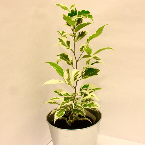 -Ficus White Plant 12cm - النبات المعروف باسم فيكوس، والمعروف أيضًا باسم شجرة البكاء، هو نبات داخلي شائع موطنه جنوب شرق آسيا وأستراليا. إنه نبات متعدد الاستخدامات يأتي بأحجام وأشكال وألوان مختلفة ، مما يجعله إضافة رائعة لأي مساحة داخلية. يفضل نبات الفيكوس الإضاءة الساطعة والغير مباشرة وتربة جيدة التصريف. يجب سقيه عندما يشعر الجزء العلوي من التربة بالجفاف ، ويجب تجنب الري الزائد ، حيث يمكن أن يؤدي إلى تسمم الجذور. يوصى بالتقليم الدوري للحفاظ على شكل النبات وتعزيز نموه الكثيف. يمكن أن يستفيد نبات الفيكوس أيضًا من الترطيب الدوري والتغذية بالأسمدة المتوازنة خلال فصل النمو. مع العناية السليمة ، يمكن لنبات الفيكوس الازدهار داخل المنازل لسنوات عديدة.

The Ficus plant, commonly known as the weeping fig, is a popular indoor plant that is native to Southeast Asia and Australia. It is a versatile plant that comes in a variety of sizes, shapes, and colors, making it a great addition to any indoor space. The Ficus plant prefers bright, indirect light and well-draining soil. It should be watered when the top inch of soil feels dry, and care should be taken to avoid overwatering, as it can lead to root rot. Regular pruning is recommended to maintain the plant's shape and promote bushy growth. The Ficus plant can also benefit from occasional misting and feeding with a balanced fertilizer during the growing season. With proper care, the Ficus plant can thrive indoors for many years.