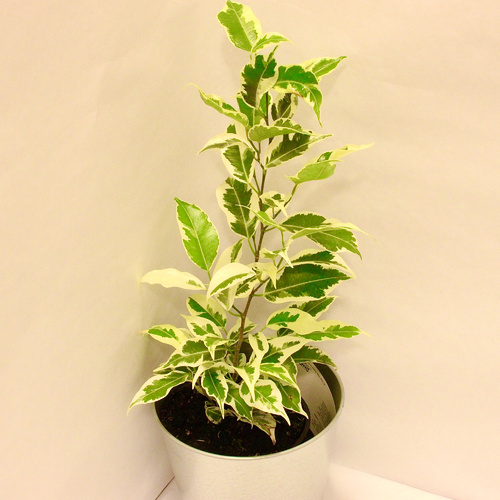 -Ficus White Plant 12cm