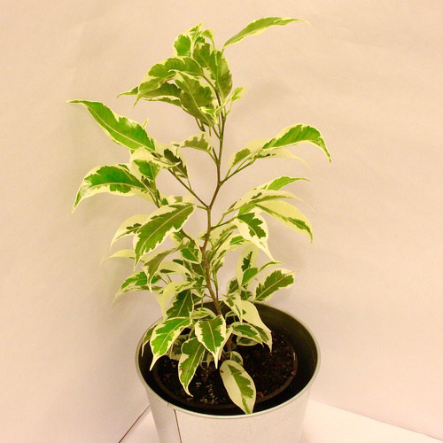 -Ficus White Plant 12cm