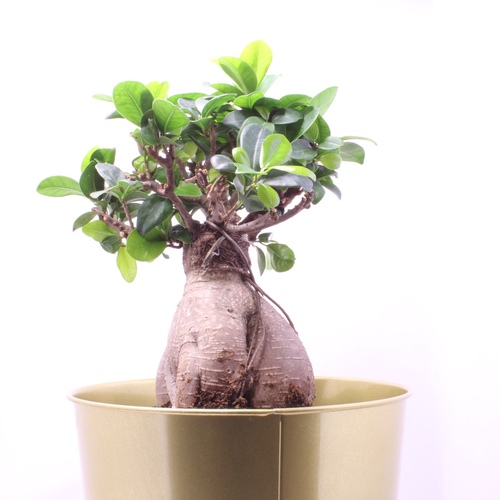 -Ficus Bonsai Plant 19cm Gold نبتة فايكس بونساي - -Ficus Bonsai Plant 19cm Gold نبتة فايكس بونساي
1x Ficus Bonsai Plant 19cm
Ficus microcarpa ، المعروف أيضًا باسم اللبخ الصيني أو اللبخ الصيني ، هو شجرة داخلية شهيرة بأوراق صغيرة لامعة وجذور هوائية فريدة. فيما يلي بعض نصائح العناية:
- الإضاءة: ضوء ساطع غير مباشر.- درجة الحرارة والرطوبة: درجة حرارة الغرفة المعتادة، رطوبة معتدلة.- سقي النبات: السماح بتجفيف بوصة الأرض العلوية بين السقي.- التربة والزراعة: تربة جيدة التصريف تتألف من الحناء، البيرلايت، وتربة الزراعة.- التقليم: تقليم منتظم للحفاظ على الشكل المطلوب.- التسميد: استخدام تسميد متوازن قابل للذوبان في الماء مرة واحدة شهريًا خلال فترة النمو.
راقب النبات لاكتشاف وجود آفات واتخذ الإجراءات اللازمة إذا لزم الأمر.
Ficus microcarpa, also known as the Chinese banyan or ginseng ficus, is a popular indoor tree with small, glossy leaves and unique aerial roots. Here are some care tips:
- Lighting: Bright, indirect light.- Temperature and Humidity: Average room temperature, moderate humidity.- Watering: Allow top inch of soil to dry between waterings.- Soil and Potting: Well-draining mix of peat moss, perlite, and potting soil.- Pruning: Regular trimming to maintain shape.- Fertilization: Balanced water-soluble fertilizer monthly in the growing season.
Monitor for pests and take appropriate action if needed.