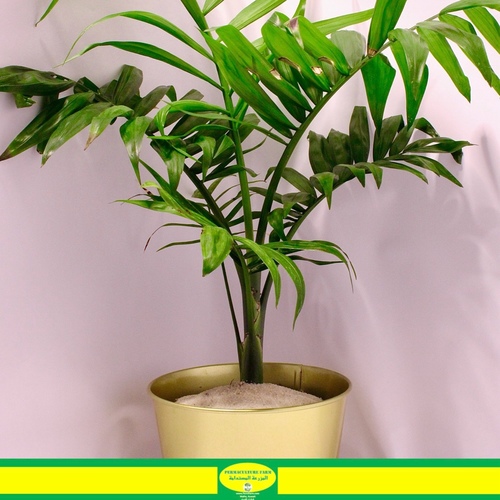 -Chamaedorea Plant 10cm نبتة شاميدوريا - -Chamaedorea شاميدوريا
1x Chamaedorea Plant 12cm 
تشاميدوريا، المعروفة بشكل شائع باسم نبات البارلور، هي نبات داخلي شائع. يتميز بأوراقه الشبيهة بالريش ويُعرف بقدرته على تنقية الهواء. للعناية به، ضعه في ضوء ساطع غير مباشر، واسقه عندما يجف البند العلوي من التربة، وحافظ على رطوبة معتدلة. تجنب أشعة الشمس المباشرة وعدم ريه بكثرة للحفاظ على نبات الشاميدوريا في حالة جيدة.

Chamaedorea, commonly known as the parlour palm, is a popular indoor plant. It features feather-like fronds and is known for its air-purifying qualities. To care for it, place in bright, indirect light, water when the top inch of soil is dry, and maintain moderate humidity. Avoid direct sunlight and overwatering to keep your Chamaedorea thriving.