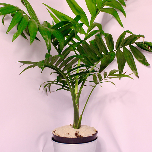 -Chamaedorea Plant 10cm نبتة شاميدوريا