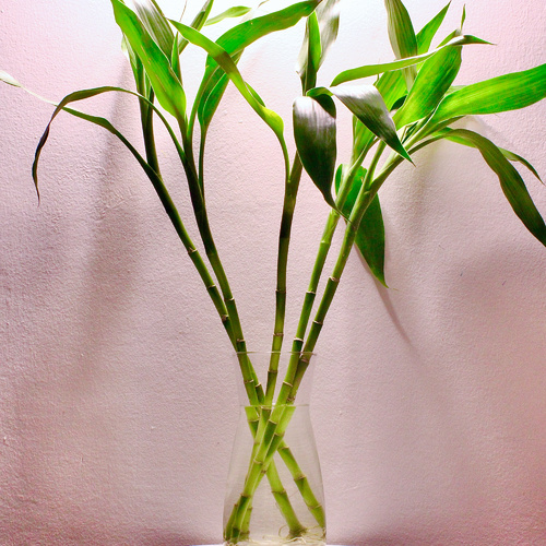 -Lucky Bamboo Plant نبتة البامبو - -Lucky Bamboo Plant نبتة البامبو
5x Lucky Bamboo Sticks w/ Glass Jar
البامبو المحظوظ، على الرغم من اسمه، ليس بالفعل بامبو حقيقي وإنما هو عضو في عائلة الدراسينا. إنها نبتة داخلية شهيرة بسيقانها النحيلة المستقيمة وترتيب أوراقها اللولبي غالبًا. لرعايتها، ضعها في ضوء غير مباشر، وغير الماء كل أسبوعين، واستخدم تربة جيدة التصريف. احتفظ بها بعيدة عن أشعة الشمس المباشرة ودرجات الحرارة المتطرفة، وستزدهر بحاجة قليلة للعناية.


Lucky bamboo, despite its name, is not a true bamboo but a member of the Dracaena family. It’s a popular indoor plant known for its slender, upright stems and often spiral arrangement of leaves. To care for it, place in indirect light, change water every 2 weeks, and use well-draining soil. Keep it away from direct sunlight and extreme temperatures, and it should thrive with minimal care.