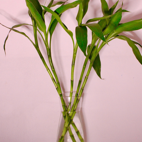 -Lucky Bamboo Plant 50cm نبتة البامبو