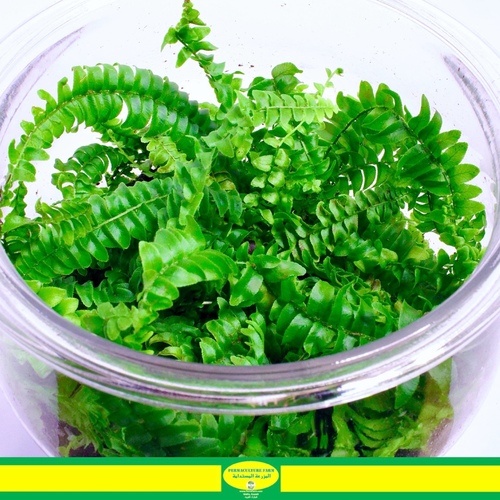 -Plant Terrarium 3.3L ( Boston Fern )  حظيرة نبات السرخس - -Plant Terrarium 3.3L ( Boston Fern )  حظيرة نبات السرخس
Plant Terrarium size 3.3L with Boston Fern
حظيرة نبات حجم ٣،٣ لتر مع نبتة السرخس
Order link in Bio رابط الطلب بالبايو

الشجيرة البوسطنية (السرخس) هي نبات داخلي شهير يتميز بأوراقه الريشية والقوسية. للعناية بها، قدم ضوءًا ساطعًا غير مباشر، واحرص على الحفاظ على تربة رطبة باستمرار، وحافظ على مستويات عالية من الرطوبة. رش النبات بانتظام وتسميد بين الحين والآخر خلال فترة النمو يمكن أن يعززان النمو الصحي. تأكد من وجود تصريف جيد للماء وتجنب تجفيف التربة تمامًا. قم بتقليم أي أوراق صفراء أو تالفة لتعزيز النمو الجديد.

The Boston Fern (Nephrolepis exaltata) is a popular indoor plant known for its feathery, arching fronds. To care for it, provide bright, indirect light, keep the soil consistently moist, and maintain high humidity levels. Regular misting and occasional fertilization during the growing season can promote healthy growth. Ensure proper drainage, and be mindful not to let the soil dry out completely. Trim any yellow or damaged fronds to encourage new growth.