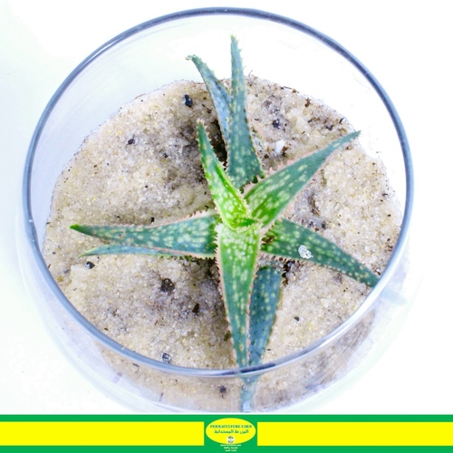 Aloe-Vera Plant Fish Bowl Small نبتة الوفيرا - -Aloe Vera Plant Fish-Bowl  نبتة الوفيرا
1x  Aloe Vera Plant Fish-Bowl  Small


Order link in Bio رابط الطلب بالبايو