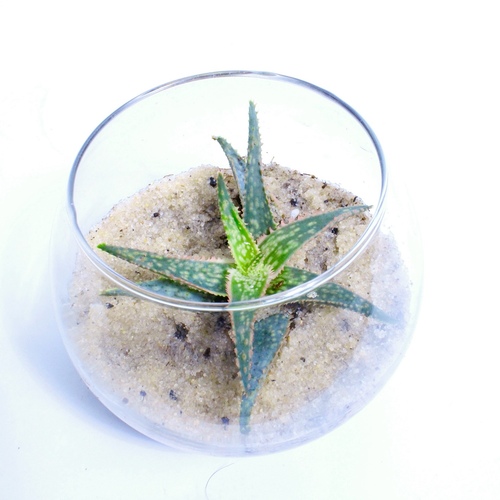 Aloe-Vera Plant Fish BowlSmall نبتة الوفيرا