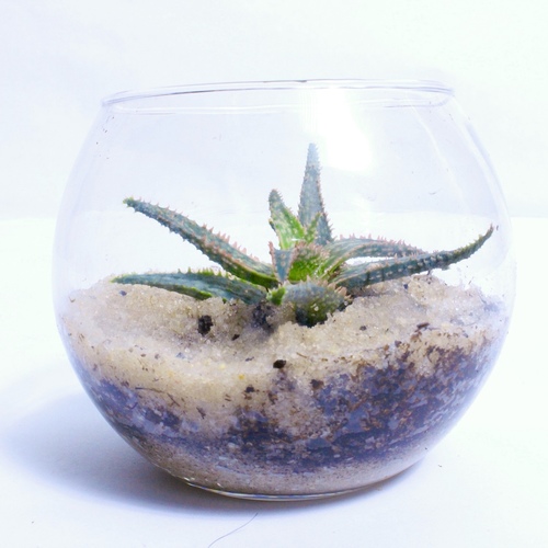 Aloe-Vera Plant Fish BowlSmall نبتة الوفيرا