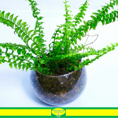 -Boston Fern Plant Fish-Bowl  نبتة الوفيرا - -Boston Fern Plant Fish-Bowl  نبتة الوفيرا
1x  Boston Fern Plant Fish-Bowl  Small
الشجيرة البوسطنية (السرخس) هي نبات داخلي شهير يتميز بأوراقه الريشية والقوسية. للعناية بها، قدم ضوءًا ساطعًا غير مباشر، واحرص على الحفاظ على تربة رطبة باستمرار، وحافظ على مستويات عالية من الرطوبة. رش النبات بانتظام وتسميد بين الحين والآخر خلال فترة النمو يمكن أن يعززان النمو الصحي. تأكد من وجود تصريف جيد للماء وتجنب تجفيف التربة تمامًا. قم بتقليم أي أوراق صفراء أو تالفة لتعزيز النمو الجديد.

The Boston Fern (Nephrolepis exaltata) is a popular indoor plant known for its feathery, arching fronds. To care for it, provide bright, indirect light, keep the soil consistently moist, and maintain high humidity levels. Regular misting and occasional fertilization during the growing season can promote healthy growth. Ensure proper drainage, and be mindful not to let the soil dry out completely. Trim any yellow or damaged fronds to encourage new growth.