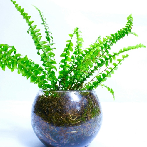 -Boston Fern Plant Fish-Bowl  نبتة الوفيرا