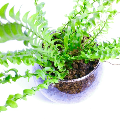 -Boston Fern Plant Fish-Bowl  نبتة الوفيرا