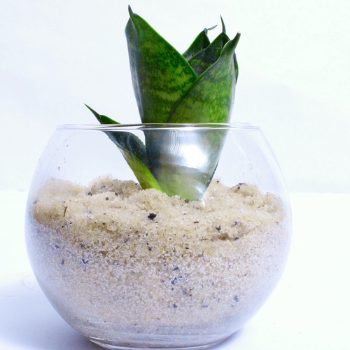 Snake Plant Fish-Bowl Small نبتة الثعبان