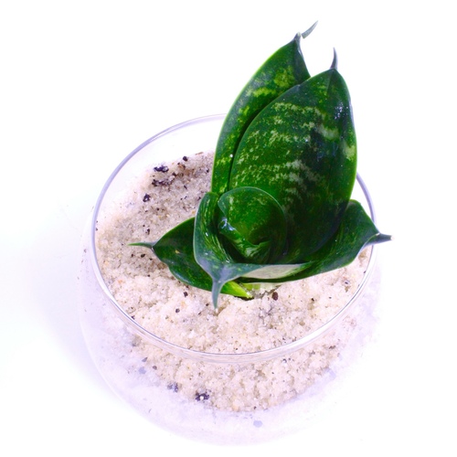 Snake Plant Fish-Bowl Small نبتة الثعبان