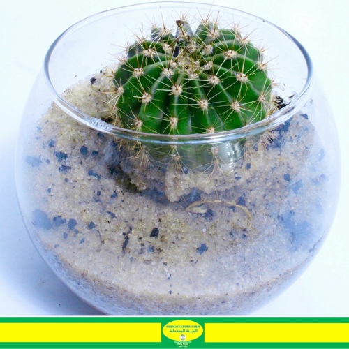 -Cactus Plant Fish-Bowl Small نبتة الصبار - -Cactus Plant Fish-Bowl Small نبتة الصبار
1x  Cactus Plant Plant Fish-Bowl  Small

الصبارات هي نباتات عصارية معروفة بسيقانها اللحمية والشوك. تأتي بأشكال وأحجام متنوعة، متكيفة مع البيئات الجافة. نصائح العناية بالصبار تشمل استخدام تربة جيدة التصريف لمنع تعفن الجذور، توفير أشعة الشمس الكافية لمدة لا تقل عن 6 ساعات يوميًا، والري القليل ولكن عميقًا - اترك التربة تجف بين كل رية. استخدم سمادًا مخصصًا للصبارات أو النباتات العصارية خلال فترة النمو، وهي عادة في فصلي الربيع والصيف. حمِّيها من الصقيع وتجنب زيادة الري، حيث تزدهر الصبارات في ظروف جفاف.



Cacti are succulent plants known for their unique, fleshy stems and spines. They come in various shapes and sizes, adapted to arid environments. Care tips for cacti include well-draining soil to prevent root rot, ample sunlight for at least 6 hours a day, and infrequent but deep watering—allow the soil to dry between waterings. Use a specialized cactus or succulent fertilizer during the growing season, typically spring and summer. Protect them from frost, and be cautious not to overwater, as cacti thrive in drier conditions.

Order link in Bio رابط الطلب بالبايو