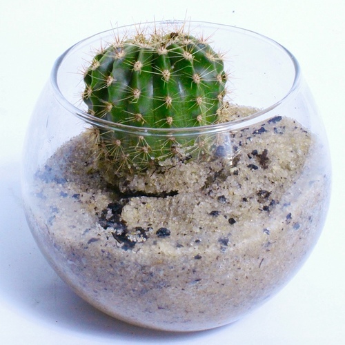 -Cactus Plant Fish-Bowl Small نبتة الصبار