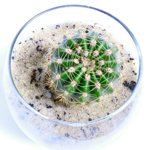 -Cactus Plant Fish-Bowl Small نبتة الصبار