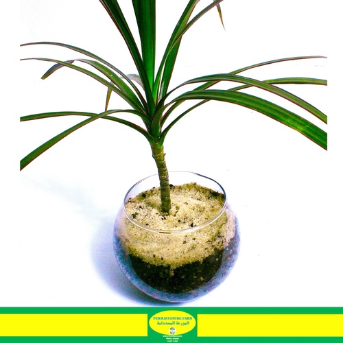 -Dracaena Plant Fish-Bowl Small نبتة دراسينيا - - Dracaena Plant Fish-Bowl Small نبتة دراسينيا -
1x Dracaen Marginata Fish-Bowl Small


دواسينيا كومباكتا، المعروفة أيضًا باسم شجرة التنين القزمة، هي نبات داخلي شائع ينتمي إلى عائلة الأسبارجاسي. هذا النبات البطيء النمو هو موطنه أفريقيا الاستوائية ويتميز بأوراقه اللامعة الخضراء الداكنة التي تتجمع بإحكام حول ساقه الخشبية. تتميز الأوراق بشكلها السهمي وتصل إلى 30 سم في الطول، مع وجود أوردة موازية بارزة. يمكن لدراسينيا كومباكتا التعايش بشكل جيد في ظل ظروف إضاءة ضعيفة إلى إضاءة غير مباشرة ساطعة. يفضل النبات التربة التي تصرف المياه بشكل جيد ويتطلب الري المعتدل، مع السماح للطبقة العليا من التربة بالجفاف بين جلسات الري. مع العناية الجيدة، يمكن لهذا النبات أن ينمو حتى 1 متر في الارتفاع ويمكن أن يكون إضافة رائعة لأي منزل أو مكتب.


Dracaena compacta, also known as the dwarf dragon tree, is a popular indoor plant that belongs to the Asparagaceae family. This slow-growing plant is native to tropical Africa and features glossy, dark green leaves that are clustered tightly around its woody stem. The leaves are lanceolate in shape and grow up to 30 cm long, with prominent parallel veins. Dracaena compacta is relatively easy to care for and can thrive in low to bright indirect light conditions. It prefers well-draining soil and requires moderate watering, allowing the top layer of soil to dry out between watering sessions. With proper care, this plant can grow up to 1 meter tall and can be a great addition to any home or office space.


Order link in Bio رابط الطلب بالبايو