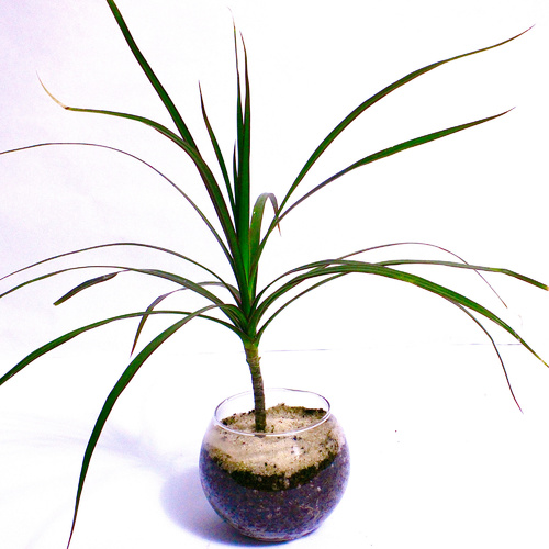 -Dracaena Plant Fish-Bowl Small نبتة دراسينيا -
