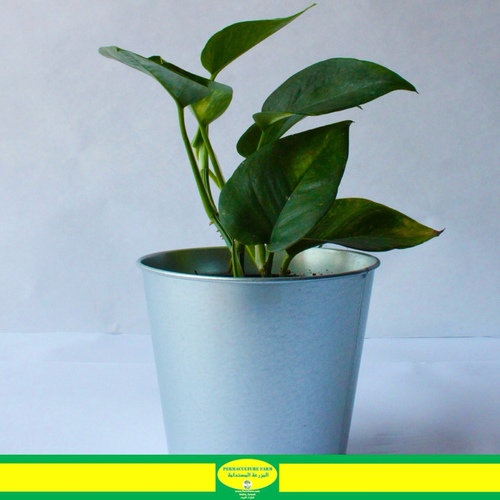 -Money Plant Pothos 12cm نبتة البوثوس - -Money Plant Pothos 12cm نبتة البوثوس
1x Money Plant Pothos 12cm
“البوثوس” هو نبات منزلي سهل العناية، له أوراق على شكل قلب ولامعة. يزدهر في ظروف ضوء مختلفة، يفضل تربة معتدلة الرطوبة، ويمكنه التكيف مع مستويات الرطوبة المختلفة. قدم تربة جيدة التصريف، وحافظ على درجات حرارة منزلية طبيعية، وقم بتسميد متقطع. اقتلع لتحسين الكثافة وتنبيه للآفات. استخدم وعاءًا يحتوي على ثقوب لتصريف الماء للعناية الأمثل.



Pothos is a low-maintenance houseplant with heart-shaped, glossy leaves. It thrives in various light conditions, prefers moderately moist soil, and can adapt to different humidity levels. Provide well-draining soil, normal household temperatures, and occasional fertilization. Prune for bushiness and watch for pests. Use a pot with drainage holes for optimal care.