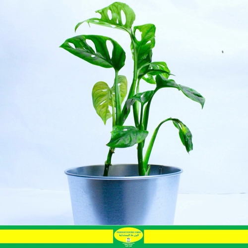 -Monstera Adansonii Plant 12cm نبتة المونستيرا - -Monstera Adansonii Plant 12cm نبتة المونستيرا
1x Monstera Adansonii Plant 12cm
مونستيرا أدانسوني، المعروفة باسم “سويس تشيز فين”، هي نبات متسلق استوائي يتميز بأوراقه المفتوحة. الرعاية تتضمن ضوءًا ساطعًا غير مباشر، تربة جيدة التصريف، ري منتظم، درجات حرارة منزلية عادية، رطوبة أعلى إذا كان ذلك ممكنًا، تسميد من حين لآخر، دعمًا لطبيعته المتسلقة، تقليمًا لتحقيق الكثافة، والتعامل مع الآفات.

Monstera adansonii, known as the Swiss Cheese Vine, is a tropical vining plant with fenestrated leaves. Care involves bright, indirect light, well-draining soil, regular watering, standard room temperatures, higher humidity if possible, occasional fertilization, support for its vining nature, pruning for bushiness, and addressing pests.