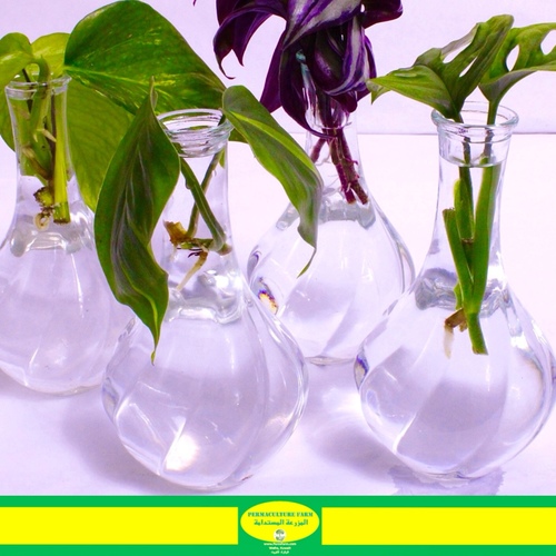 -Plant Cuttings Vases 4   عقل نباتات فازات - -Plant Cuttings Vases 4   عقل نباتات فازات
1x 5 Cantia Zebrina Cuttings عقل كانتيا زيرينا1x Philodendron  Heartleaf Cutting
1x Pothos Money Plant Cutting1x Monstera Adansonii Cutting
من السهل العناية عقل النباتات، ما عليك سوى إعادة ملء الزجاجة بالماء والحفاظ على ظروف الإضاءة الجيدة.

Easy to care for plant cuttings just refill the bottle with water and keep the good lighting conditions.
Order link in Bio رابط الطلب بالبايو