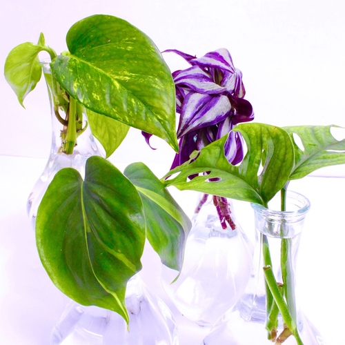 -Plant Cuttings Vases 4   عقل نباتات فازات