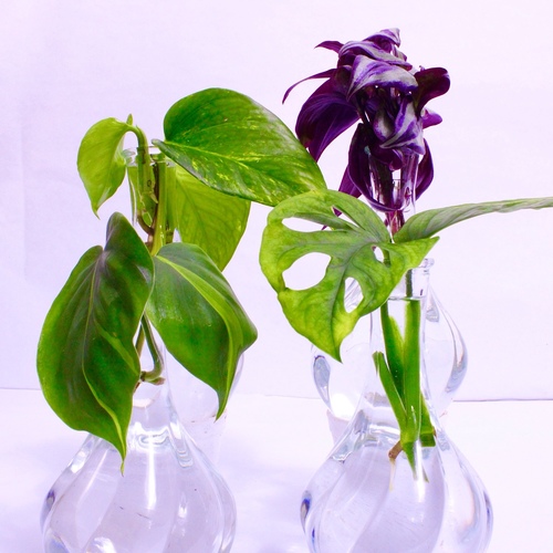 -Plant Cuttings Vases 4   عقل نباتات فازات