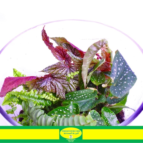 -Plant Terrarium 5L ( Begonia Tamaya & Pink Dot + Fittonia + Fern ) حظيرة نبات - -Plant Terrarium 5L ( Begonia Tamaya & Pink Dot + Fittonia + Fern ) حظيرة نبات 
Plant Terrarium size 5L with Begonia Tamaya & Pink Dot + Fittonia + Fern
حظيرة نبات حجم ٣،٣ لتر مع نبتة البقونيا تامايا و الوردية، فيتونيا و السرخس.