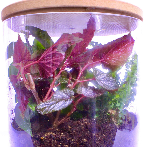 -Plant Terrarium 5L ( Begonia Tamaya & Pink Dot + Fittonia + Fern ) حظيرة نبات