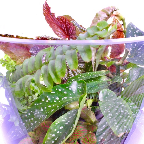-Plant Terrarium 5L ( Begonia Tamaya & Pink Dot + Fittonia + Fern ) حظيرة نبات