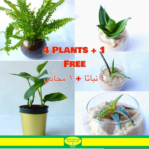 -Fish-Bowl Plants 4+1 Free نبتة في حوض سمك - Fish-Bowl Plants 4+1 Free نبتة في حوض سمك

1x  Snake Plant Plant Fish-Bowl  Small

1x  Boston Fern Plant Fish-Bowl  Small

1x  Aloe Vera Plant Fish-Bowl  Small

1x Snake Plant Cylindrica Fish-Bowl Small
1x Money Plant Pothos 10cm