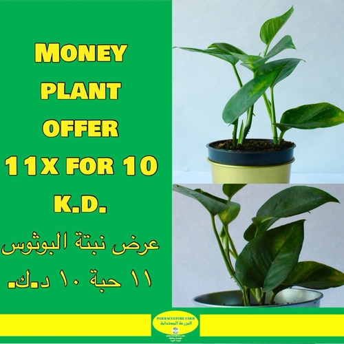 -Money Plant Offer 11x for 10 K.D. عرض نبتة البوثوس - Money plant offer11x for 10 k.d.عرض نبتة البوثوس١١ حبة ١٠ د.ك.

“البوثوس” هو نبات منزلي سهل العناية، له أوراق على شكل قلب ولامعة. يزدهر في ظروف ضوء مختلفة، يفضل تربة معتدلة الرطوبة، ويمكنه التكيف مع مستويات الرطوبة المختلفة. قدم تربة جيدة التصريف، وحافظ على درجات حرارة منزلية طبيعية، وقم بتسميد متقطع. اقتلع لتحسين الكثافة وتنبيه للآفات. استخدم وعاءًا يحتوي على ثقوب لتصريف الماء للعناية الأمثل.



Pothos is a low-maintenance houseplant with heart-shaped, glossy leaves. It thrives in various light conditions, prefers moderately moist soil, and can adapt to different humidity levels. Provide well-draining soil, normal household temperatures, and occasional fertilization. Prune for bushiness and watch for pests. Use a pot with drainage holes for optimal care.