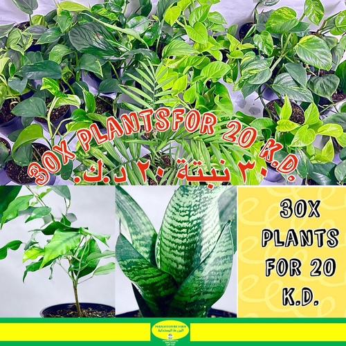 -30x Plants for 20 K.D. ٣٠ نبتة ٢٠ د.ك. - -30x Plants for 20 K.D. ٣٠ نبتة ٢٠ د.ك.
10x Money Plant10x Philo Heartleaf6x Money Plant Neon1x Peace Lilly Plant1x Snake Plant1x Chamaedorea1x Ficus Plant