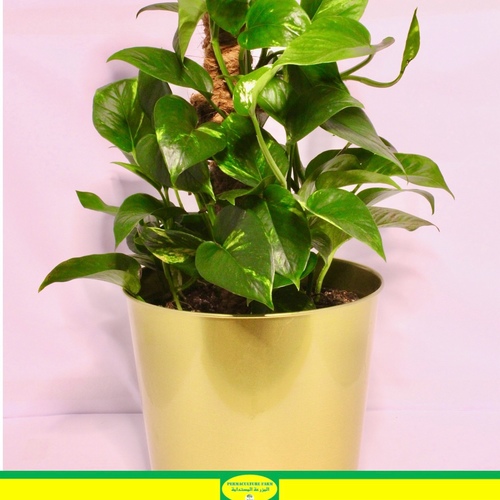 -Money Plant Pole 19cm نبتة البوثوس عامود - -Money Plant Pole 19cm نبتة البوثوس عامود 
1x Money Plant Pole 19cm