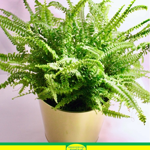 -Boston Fern Plant 19cm نبات السرخس - -Boston Fern Plant 19cm نبات السرخس
1x Boston Fern Plant 19cm Gold