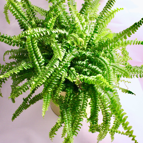 -Boston Fern Plant 19cm نبات السرخس